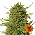 Critical Kush - Barney's Farm